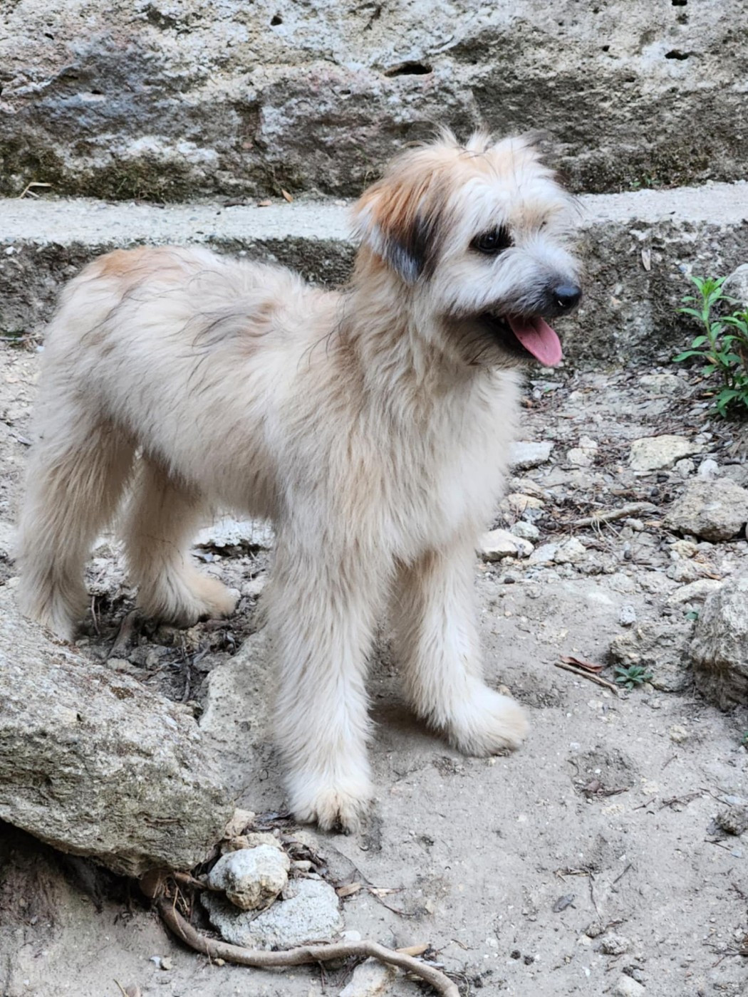 ALAKA Des Terres Du Kerala