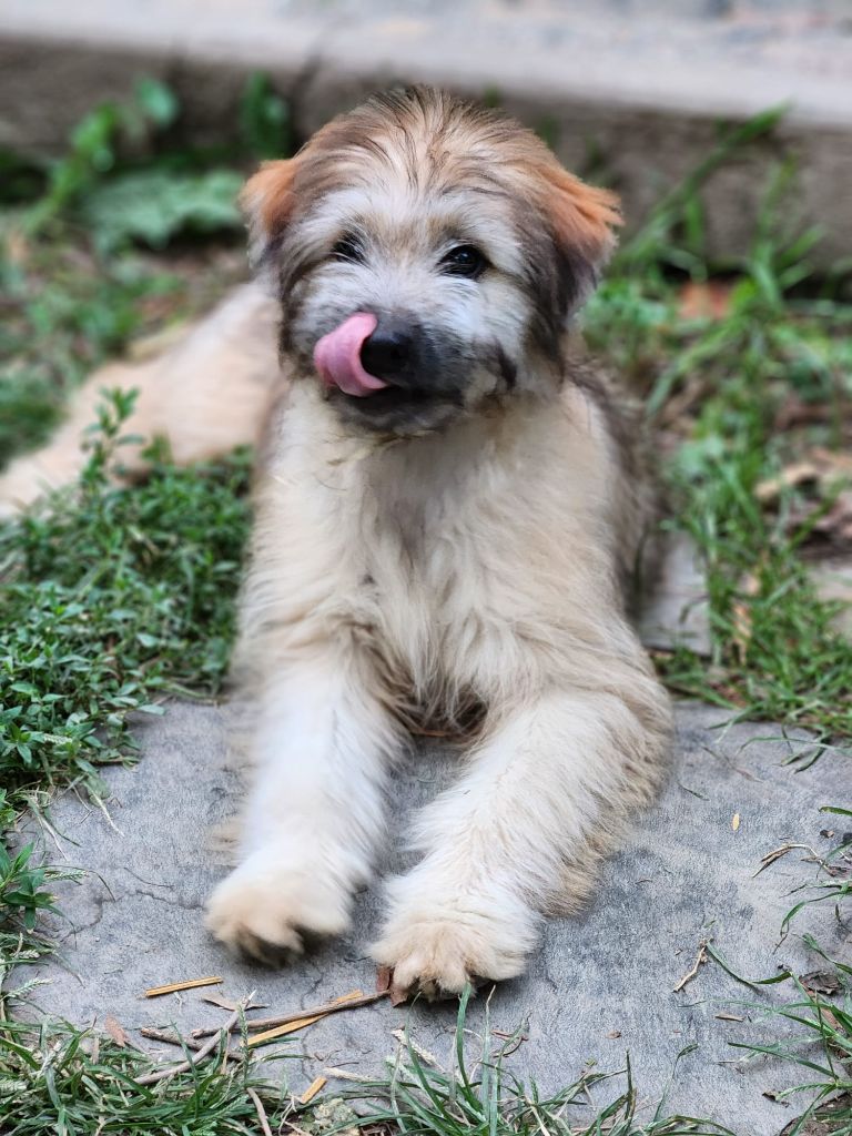 Des Terres Du Kerala - Chiots disponibles - Berger des Pyrenees à poil long