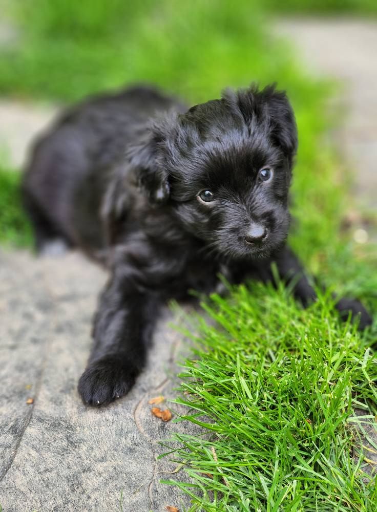 Des Terres Du Kerala - Chiots disponibles - Berger des Pyrenees à poil long
