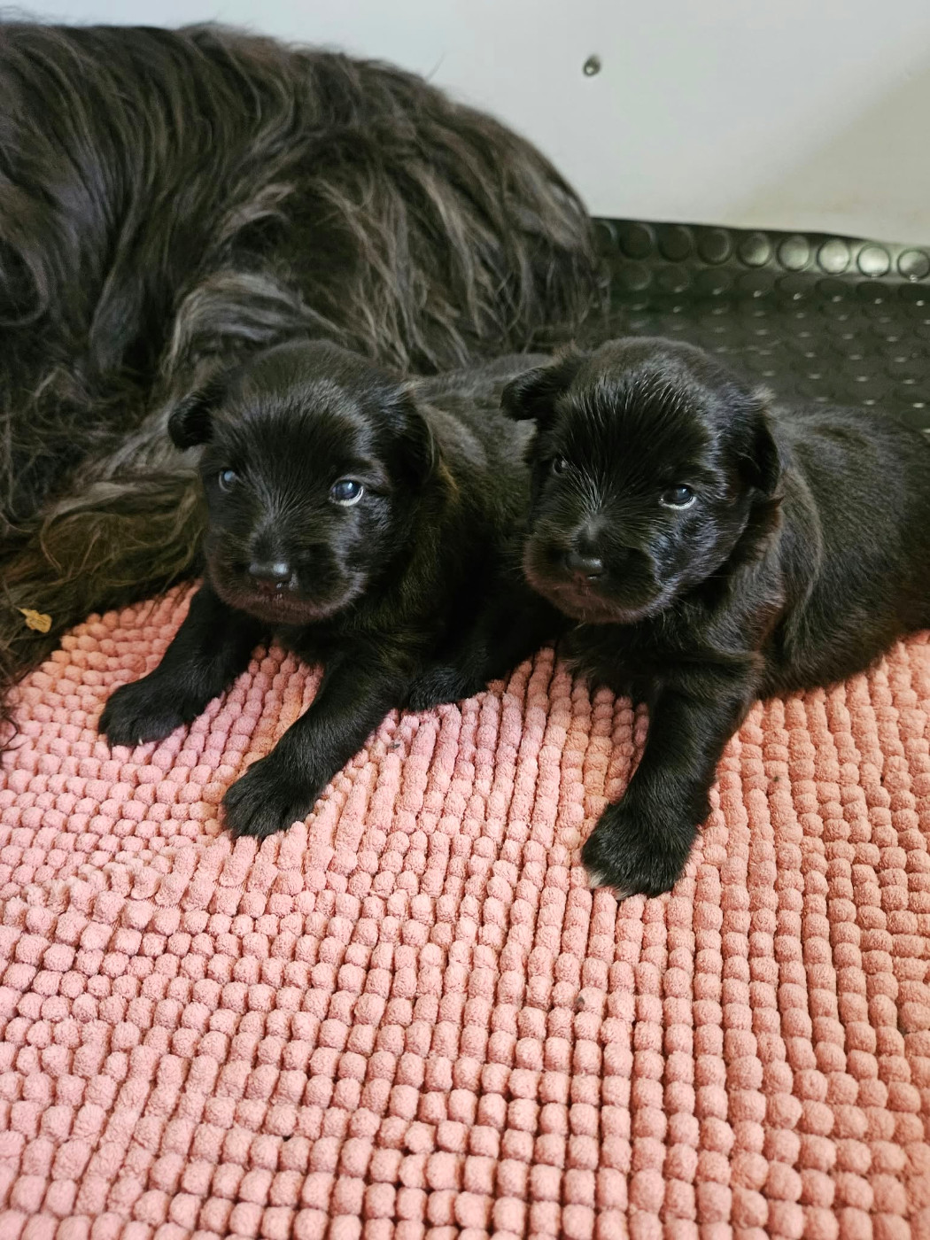 Des Terres Du Kerala - Chiots disponibles - Berger des Pyrenees à poil long