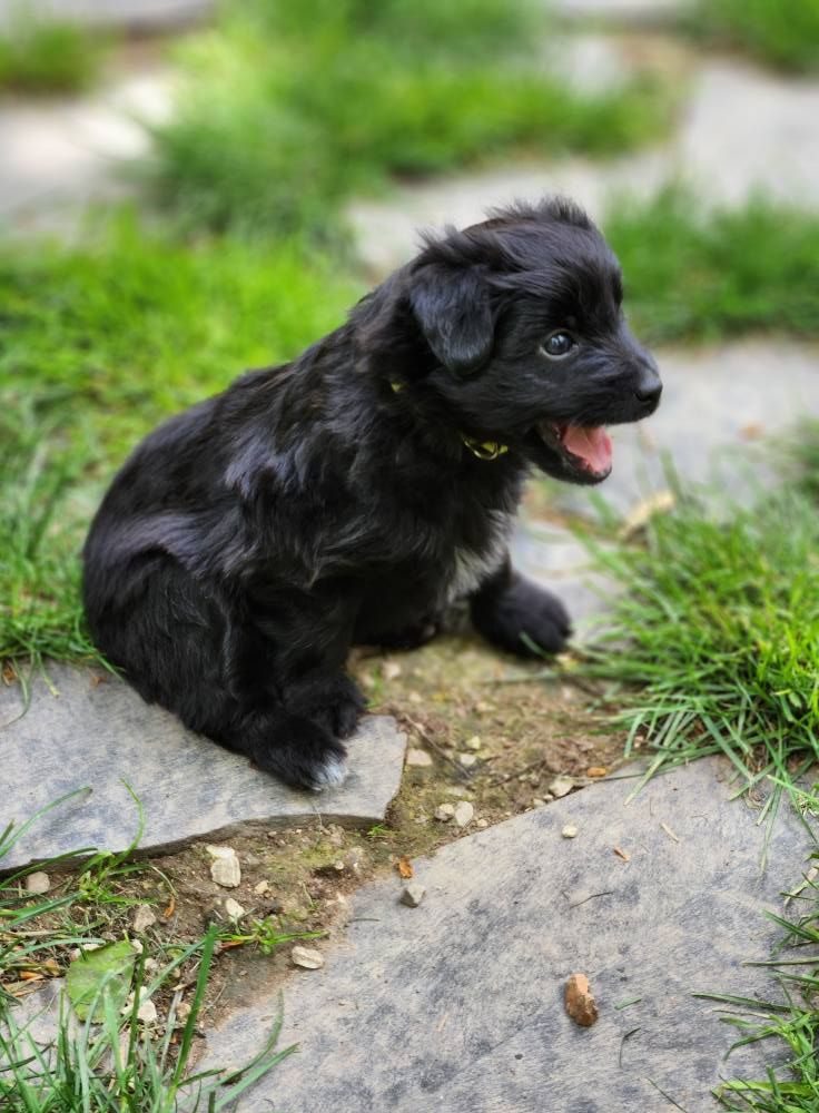 Des Terres Du Kerala - Chiots disponibles - Berger des Pyrenees à poil long