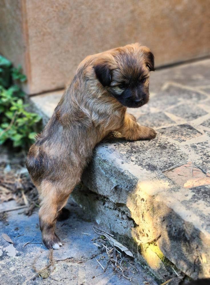 Chiot Berger des Pyrenees à poil long Des Terres Du Kerala