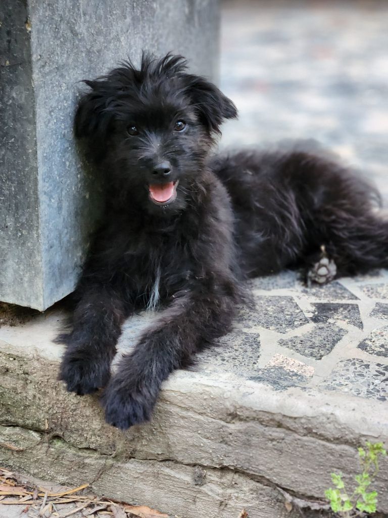 Des Terres Du Kerala - Chiots disponibles - Berger des Pyrenees à poil long