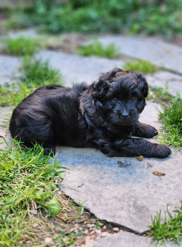 Des Terres Du Kerala - Chiots disponibles - Berger des Pyrenees à poil long