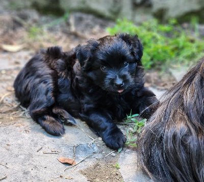 CHIOT 1