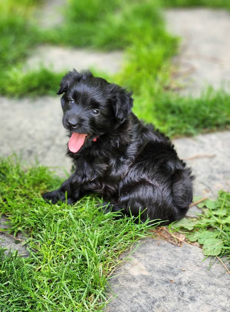 Des Terres Du Kerala - Chiots disponibles - Berger des Pyrenees à poil long