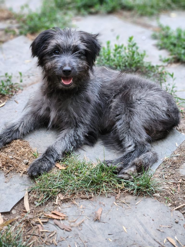 Des Terres Du Kerala - Chiots disponibles - Berger des Pyrenees à poil long