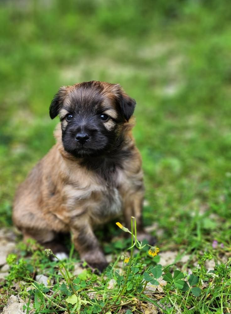 Des Terres Du Kerala - Chiots disponibles - Berger des Pyrenees à poil long